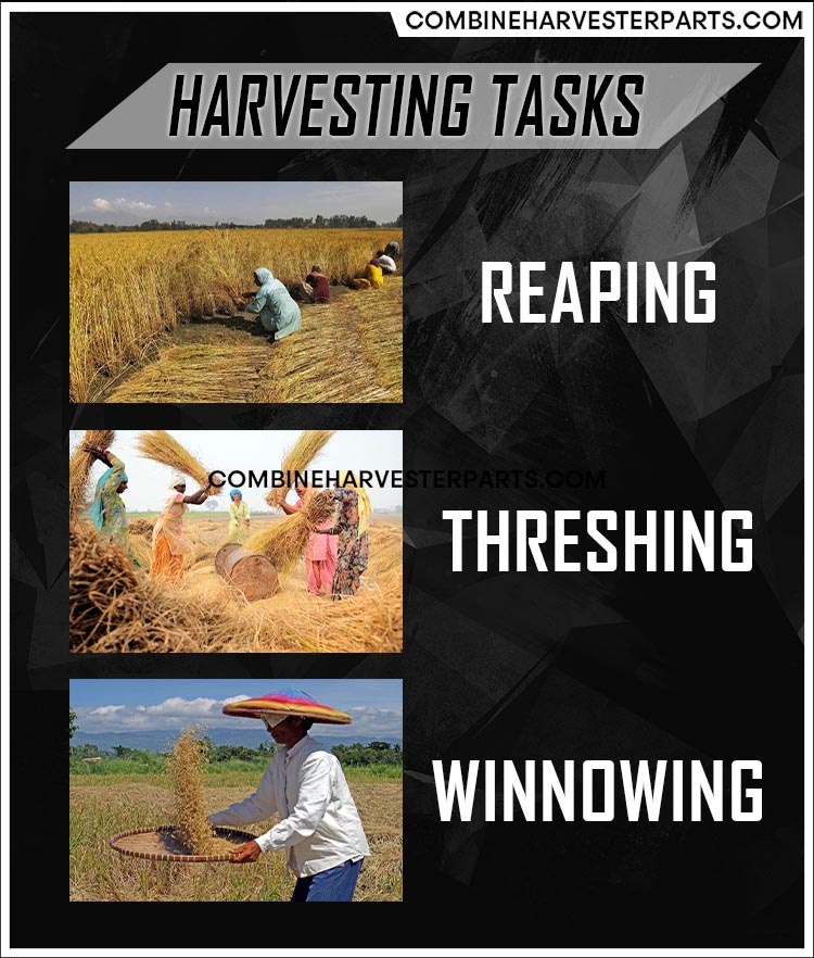 Illustration on reaping - threshing - winnowing process